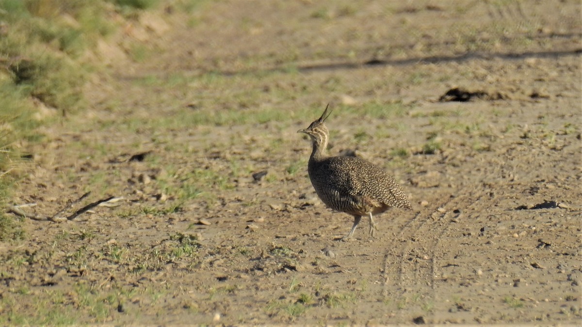 Elegant Crested-Tinamou - ML264941721