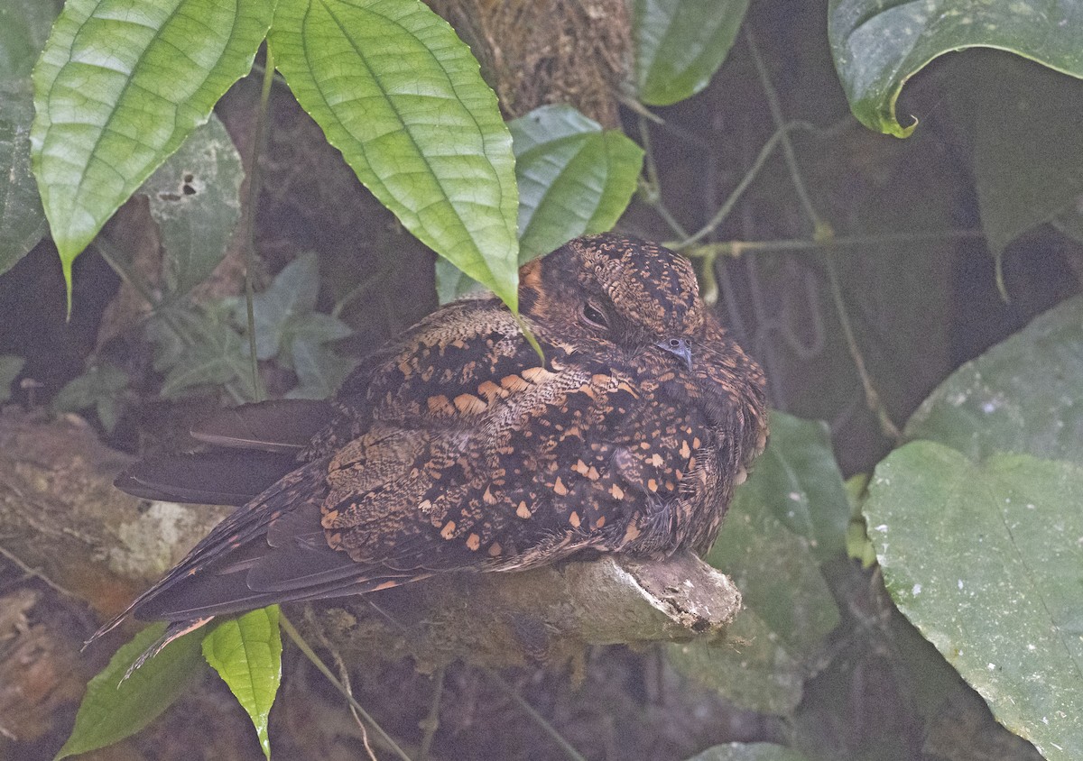 Lyre-tailed Nightjar - ML264941911