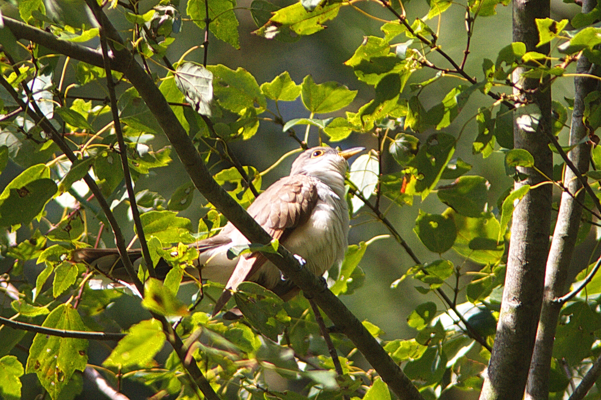 Yellow-billed Cuckoo - ML264941931