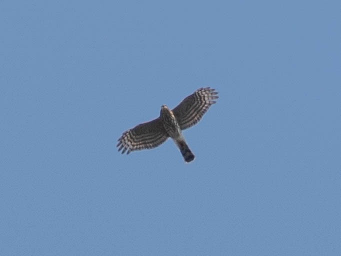 Sharp-shinned Hawk - ML264944241