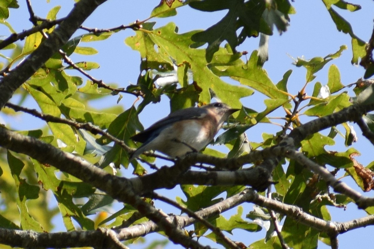 Eastern Bluebird - ML264946471