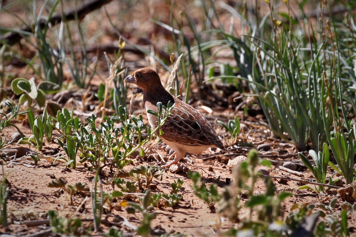 Little Buttonquail - ML264948061