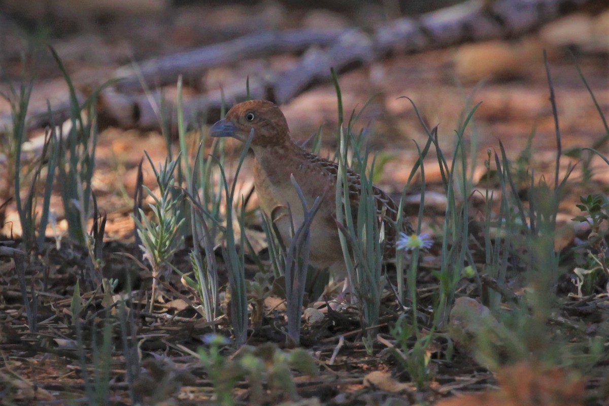 Little Buttonquail - ML264948071