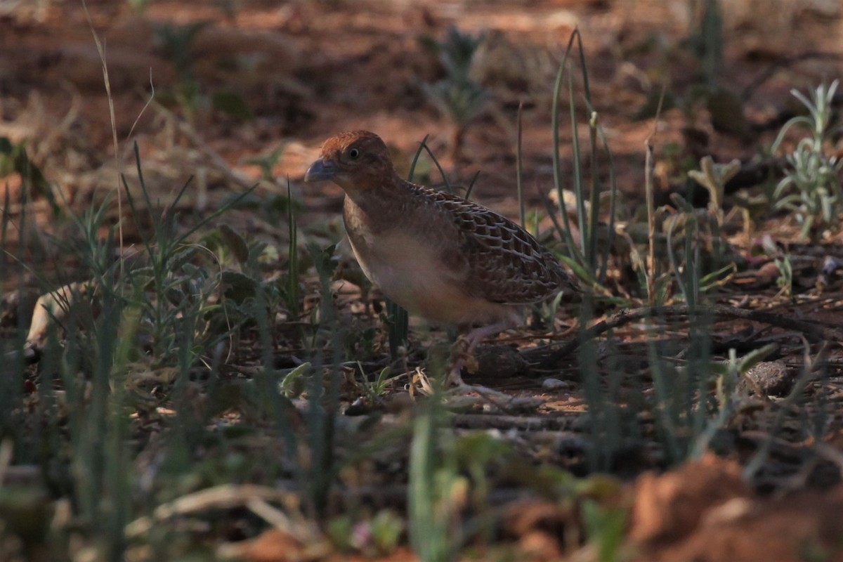 Little Buttonquail - ML264948081