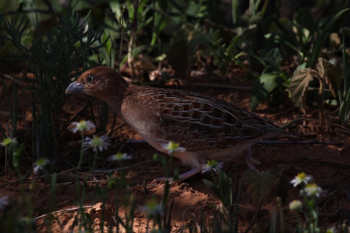 Little Buttonquail - ML264948121