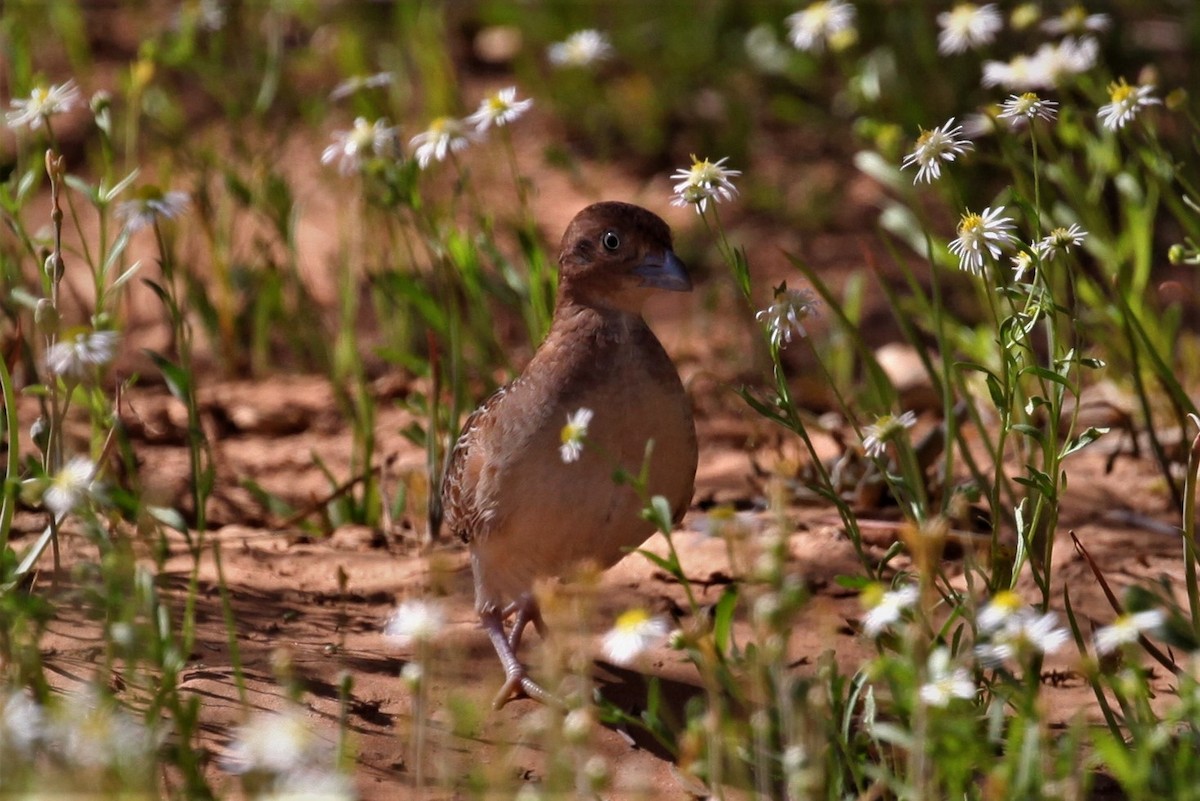 Little Buttonquail - ML264948131