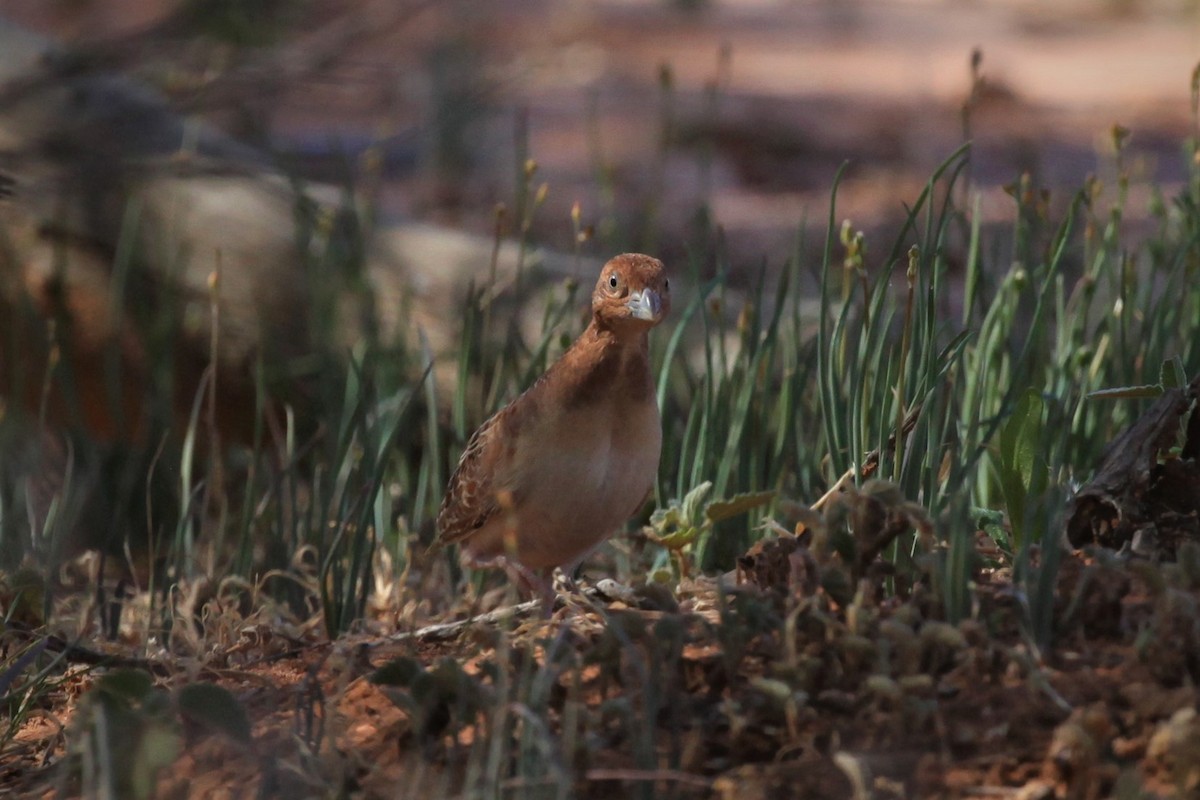 Little Buttonquail - ML264948141