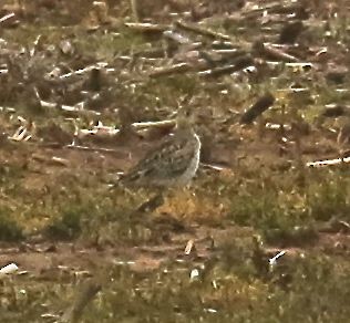 Upland Sandpiper - ML26494851