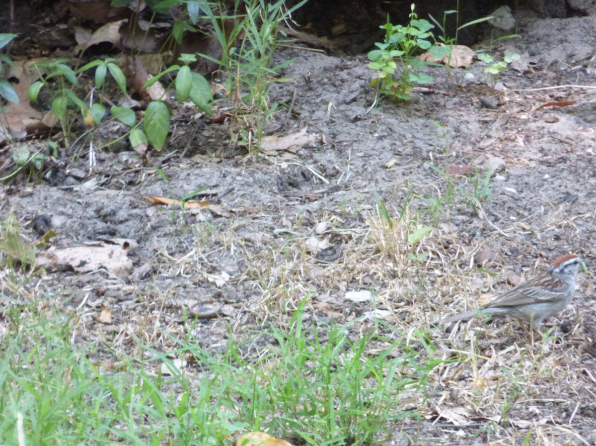 Chipping Sparrow - William Bush