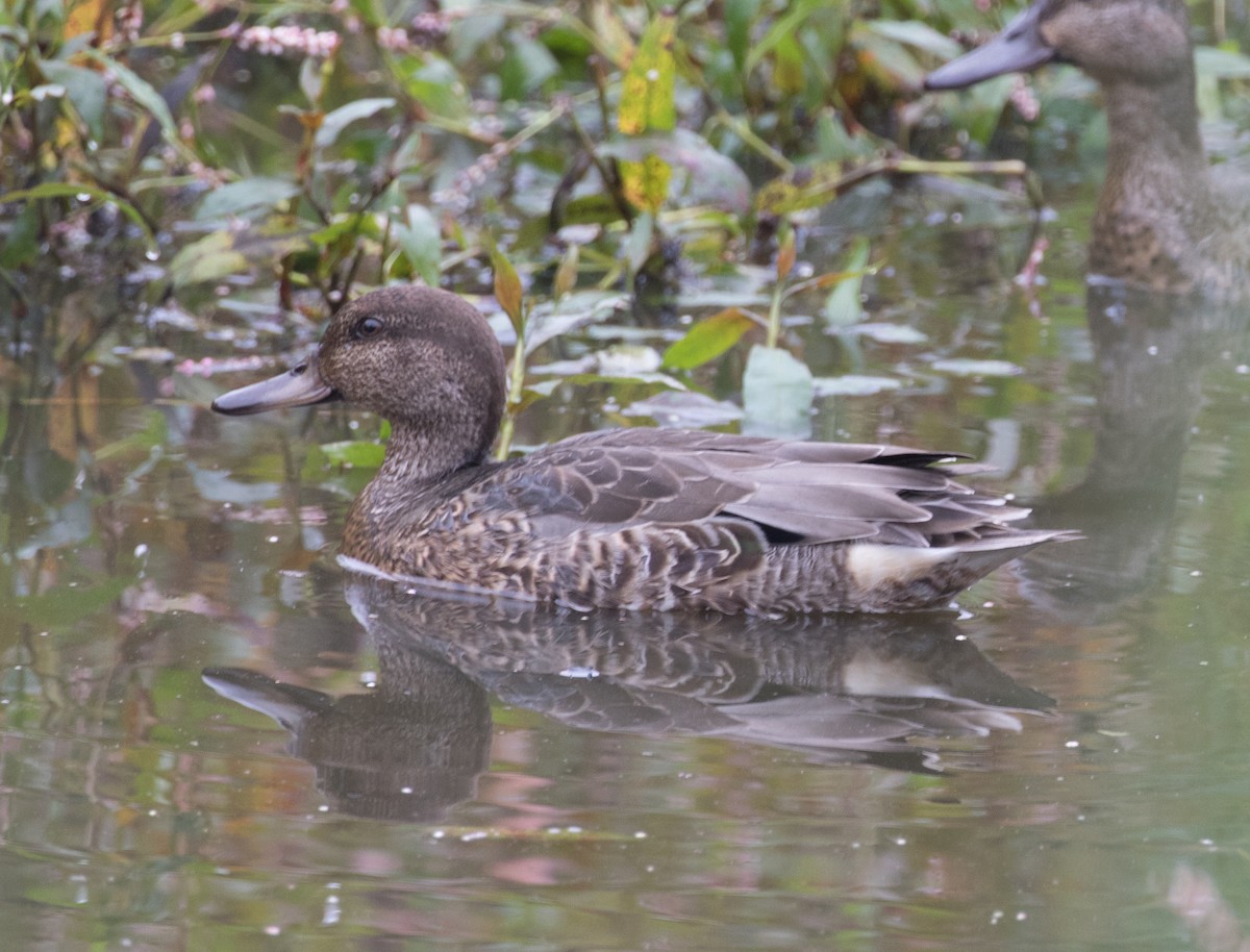 Green-winged Teal - Ian Burgess