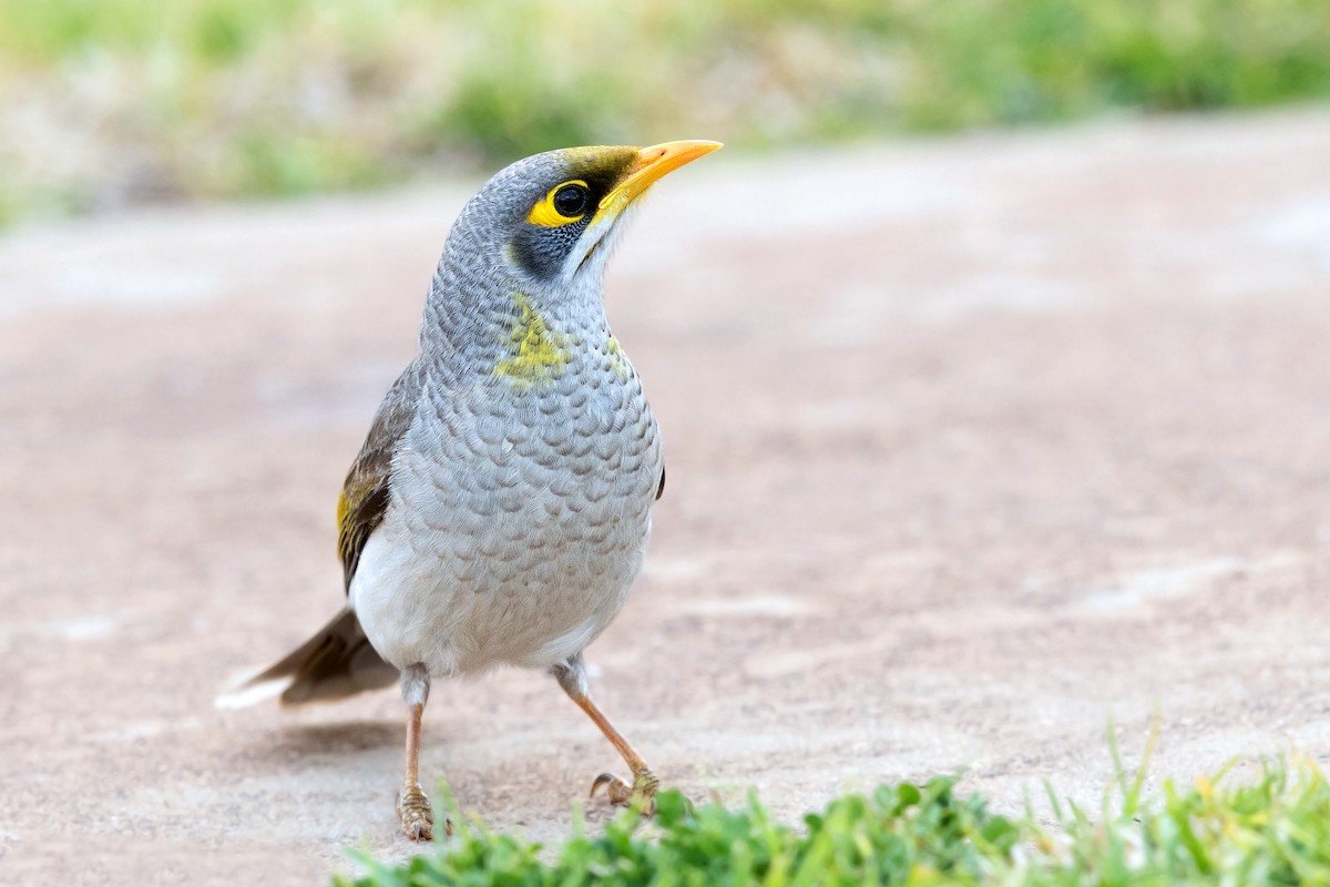 Yellow-throated Miner - David Irving