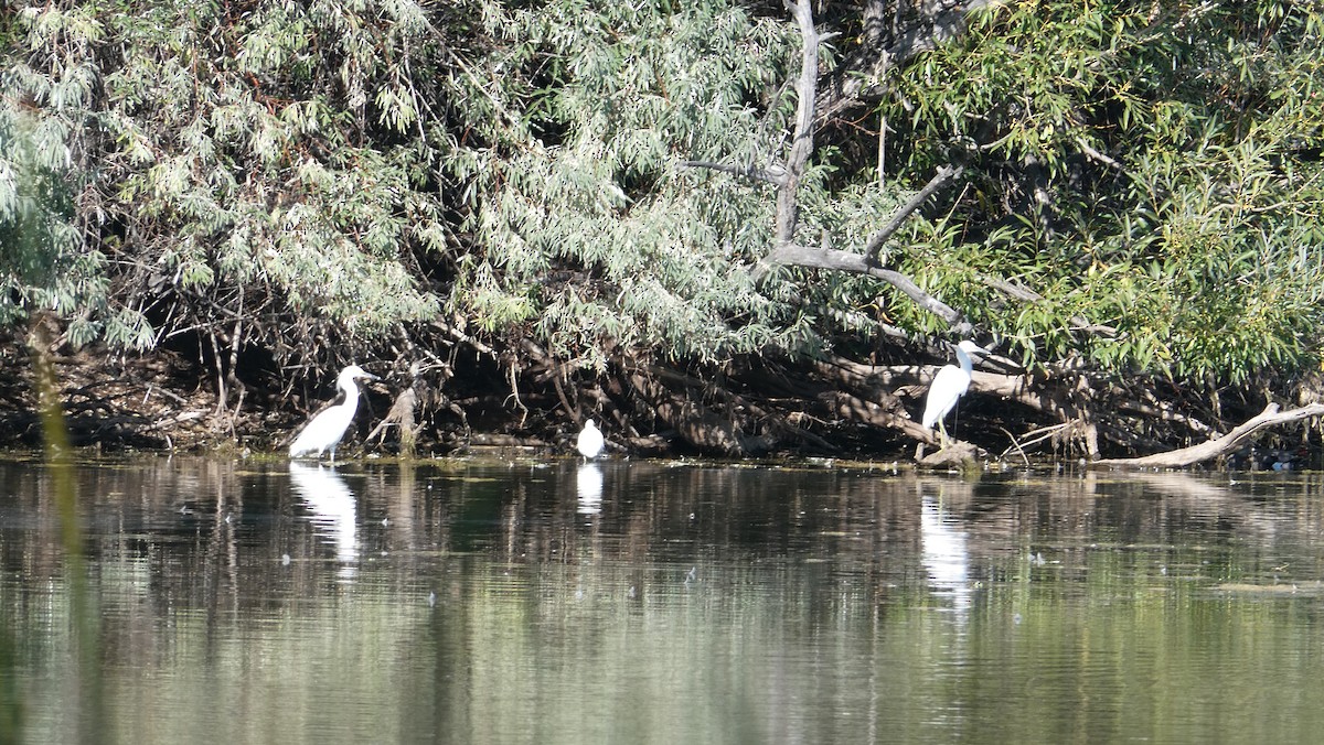 Snowy Egret - ML264955251