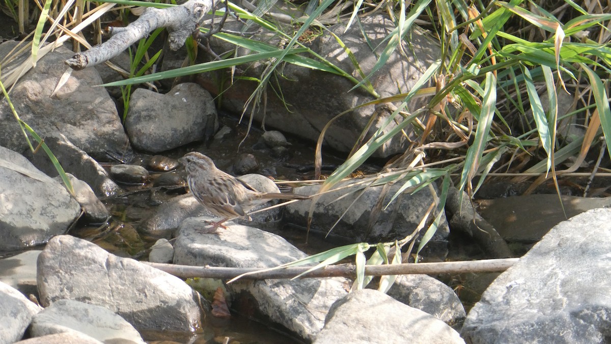 Song Sparrow - Alaena H.