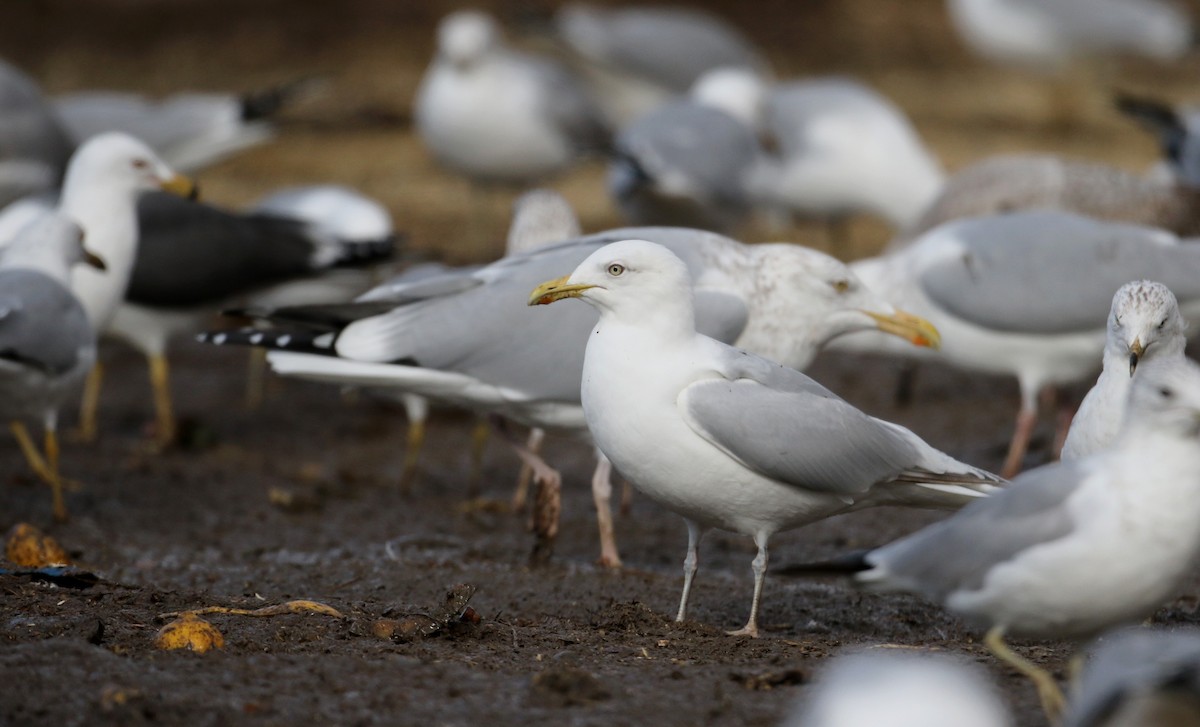 Iceland Gull (kumlieni) - ML26495591