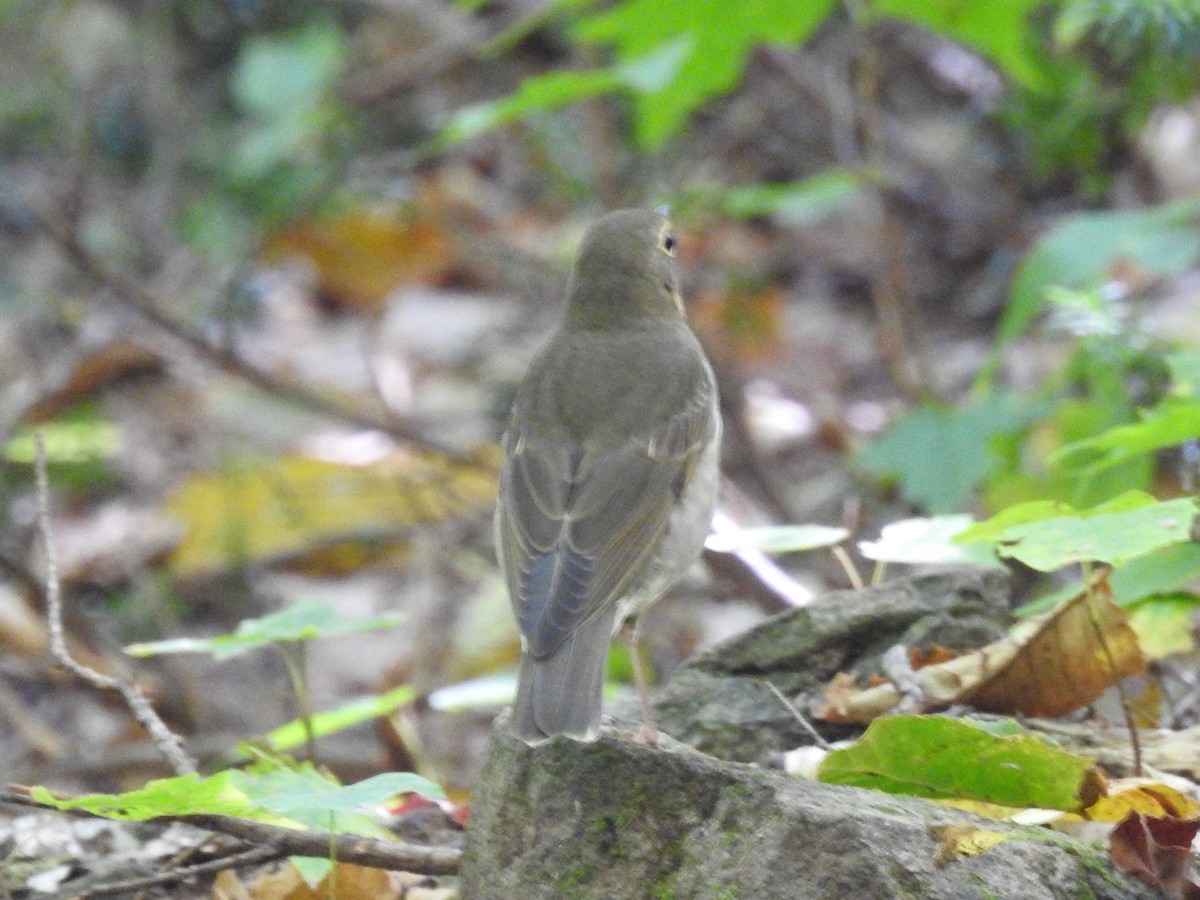 Swainson's Thrush - ML264957551