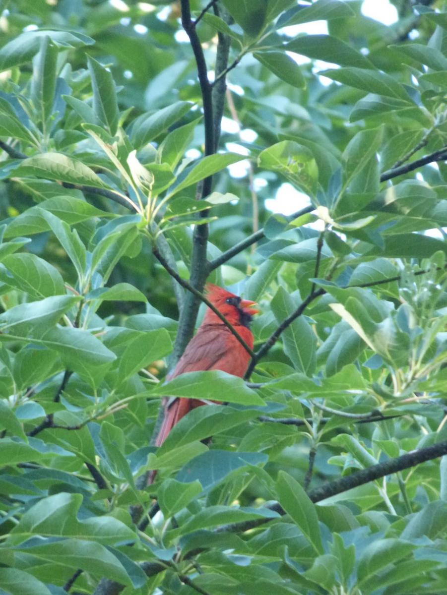 Cardinal rouge - ML264958231