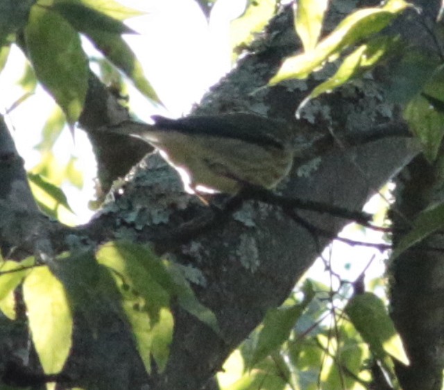 Cape May Warbler - ML264959321