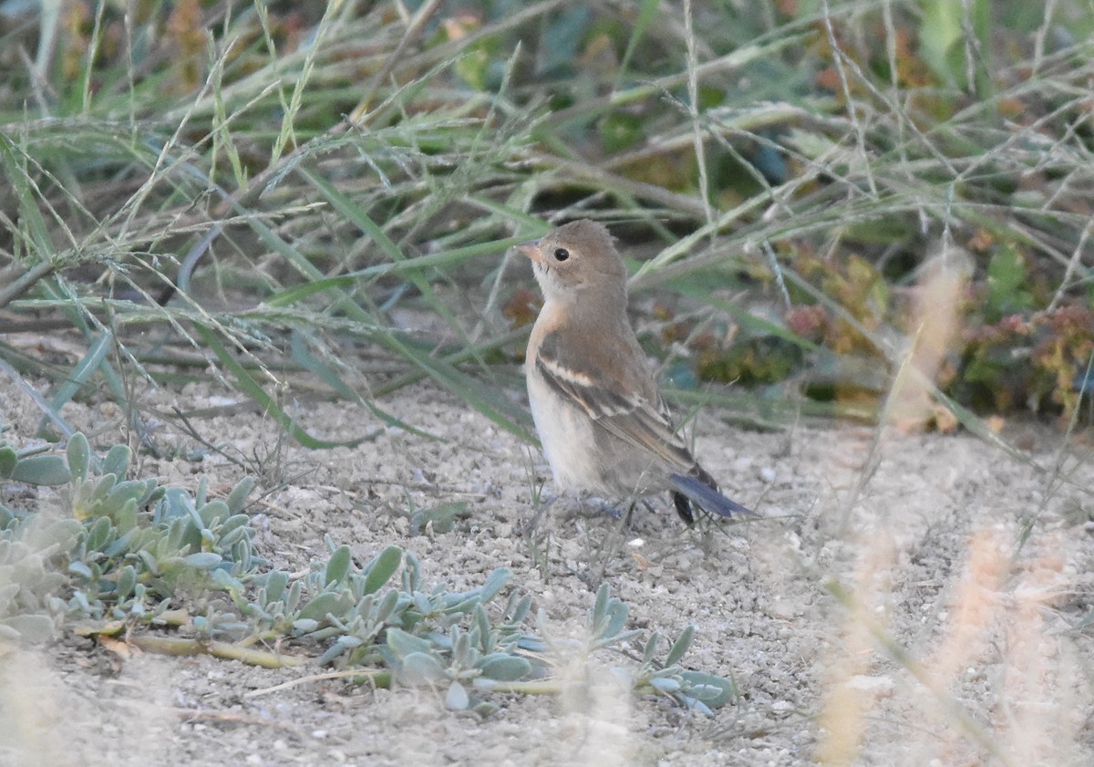 Lazuli Bunting - ML264960151