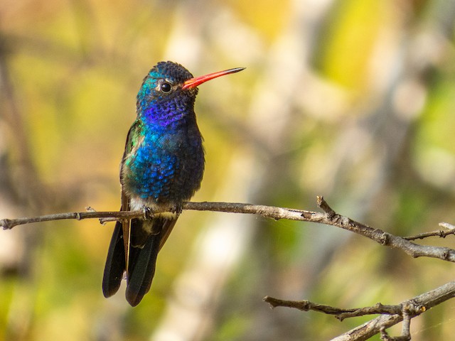 Field Identification - Broad-billed Hummingbird - Cynanthus