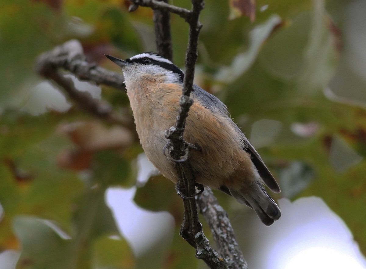 Red-breasted Nuthatch - Gary Graves