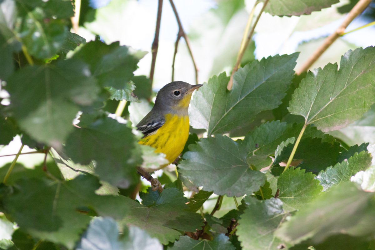 Magnolia Warbler - ML264960651