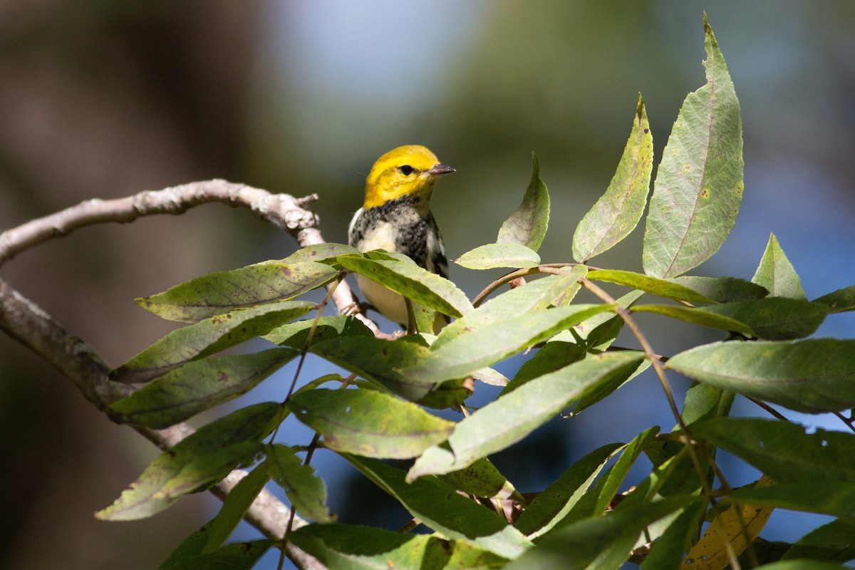 Black-throated Green Warbler - ML264960741