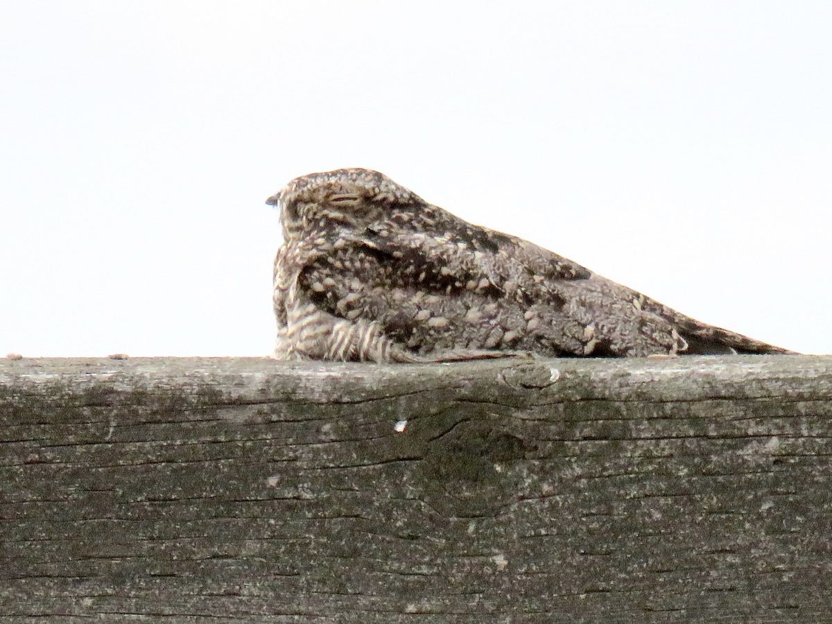 Common Nighthawk - Lorna Aynbinder