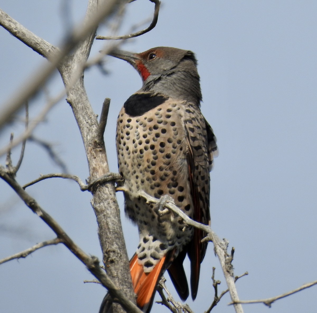 Northern Flicker (Red-shafted) - Janet Phillips