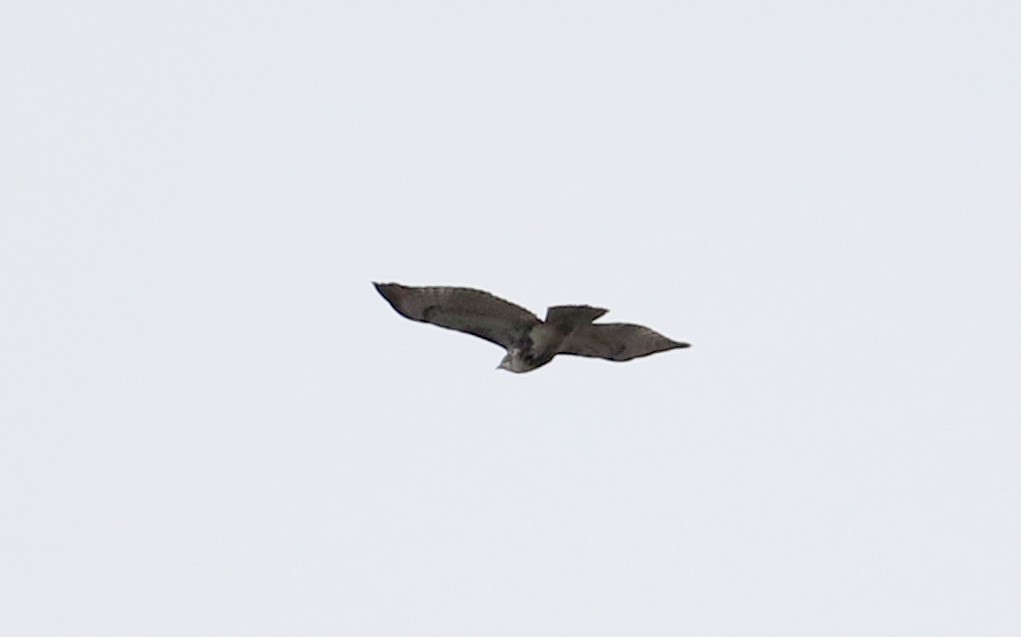 Red-tailed Hawk (abieticola) - Jay McGowan