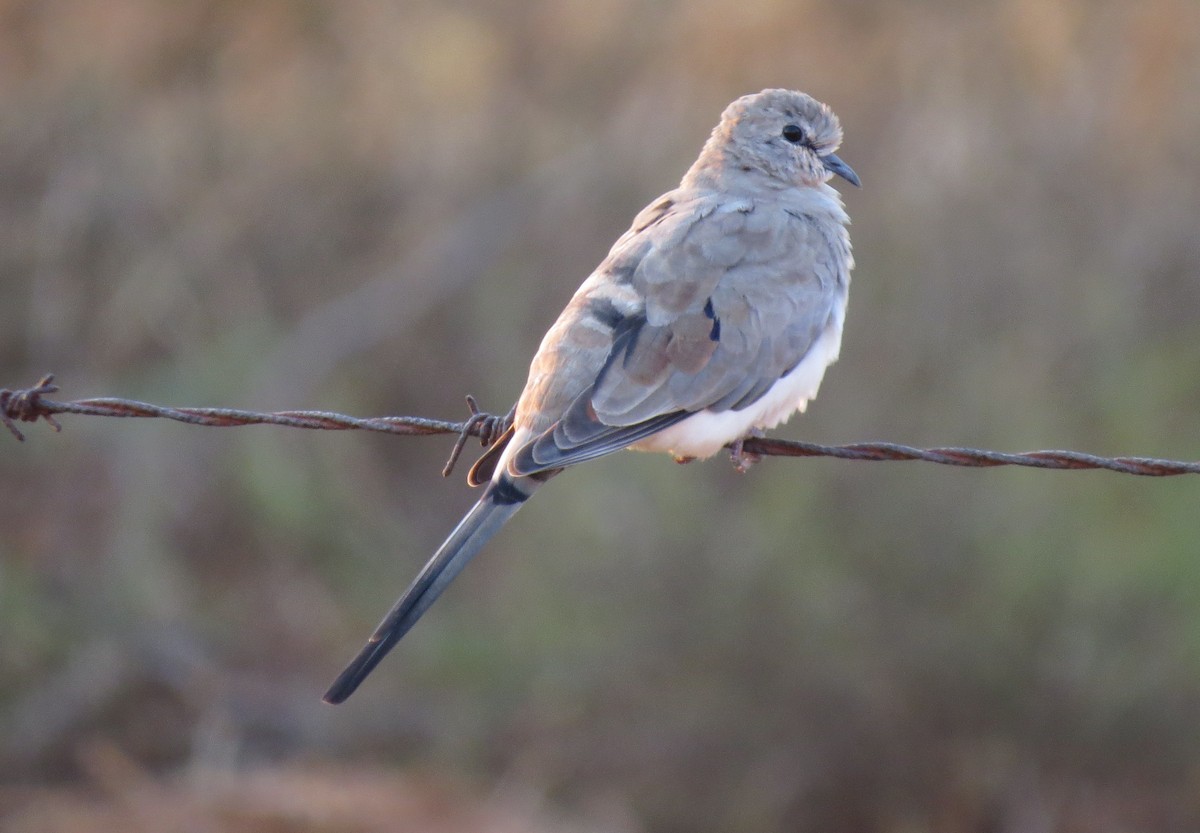 Namaqua Dove - ML26496251