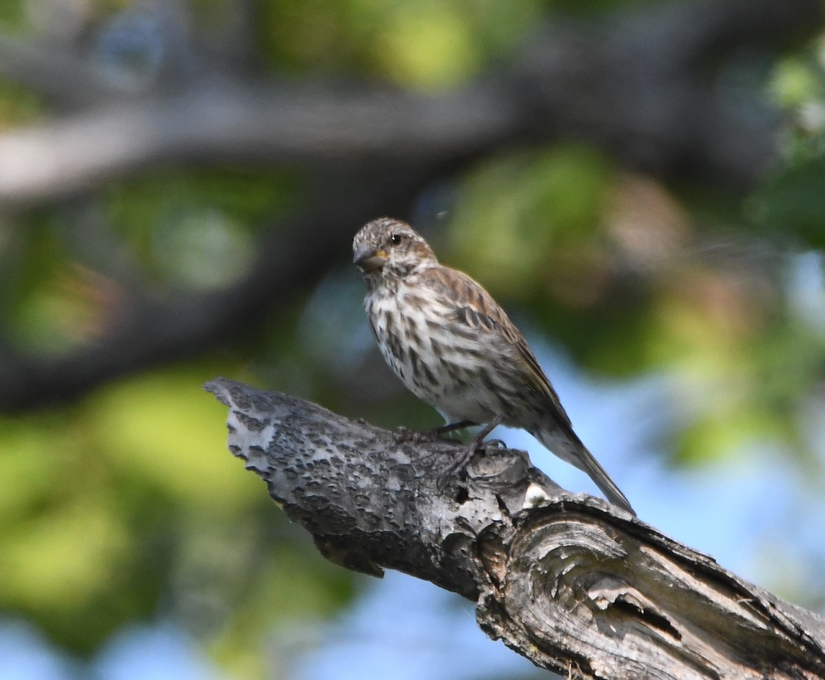 Purple Finch - ML264963131