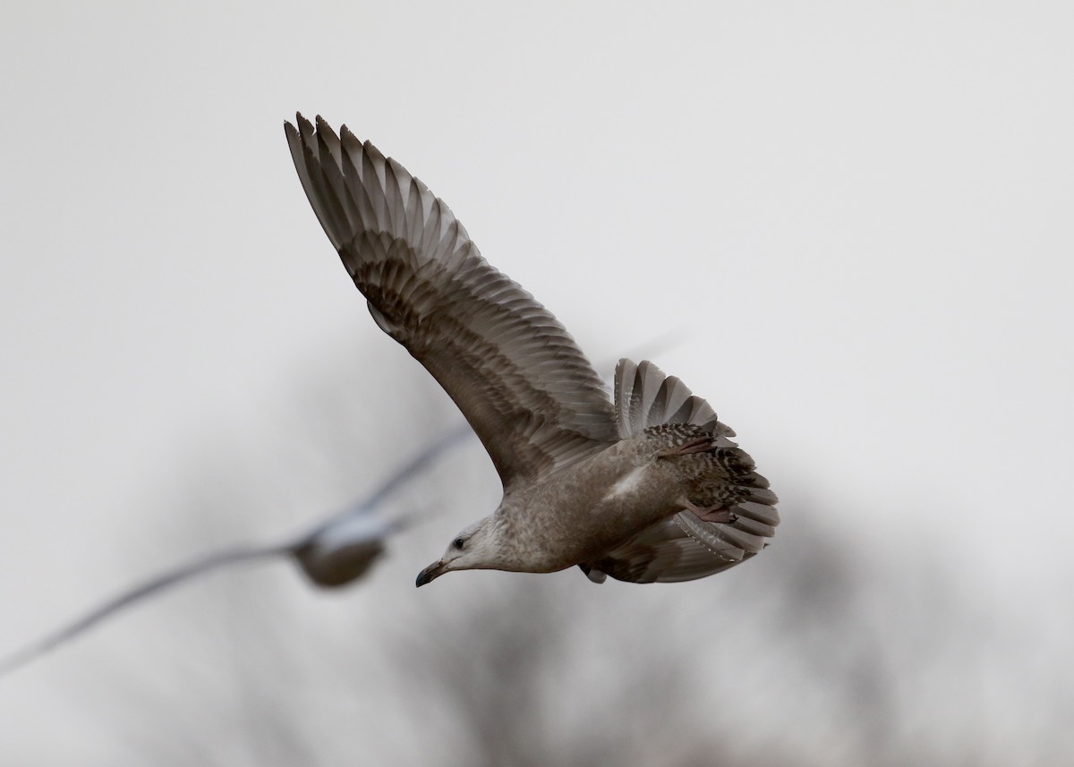 Gaviota Argéntea (americana) - ML26496351