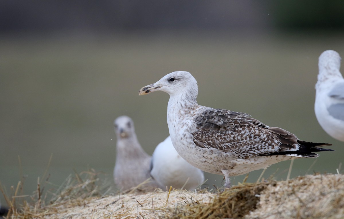 Great Black-backed Gull - ML26496401