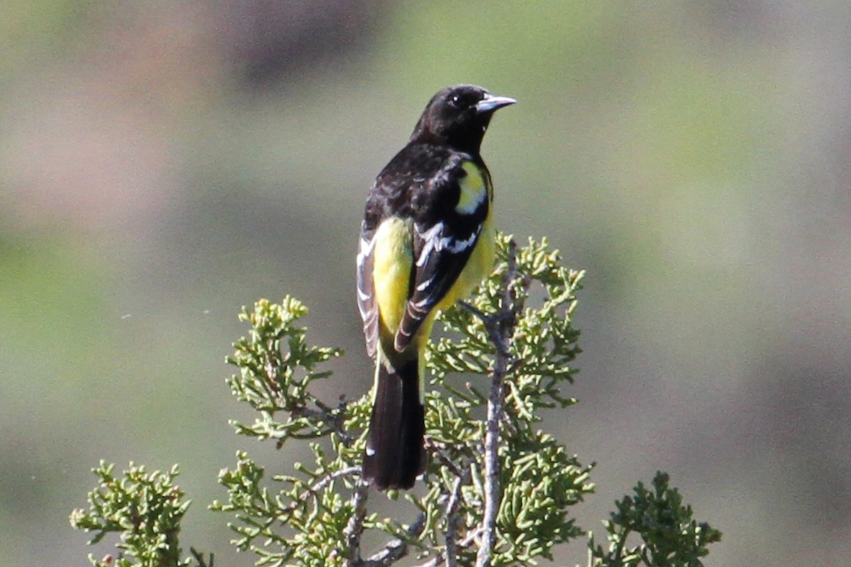 Scott's Oriole - ML26496491