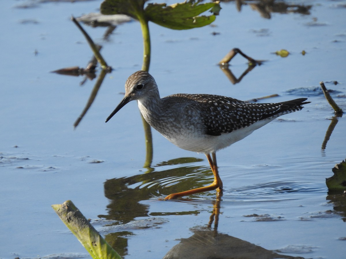 Lesser Yellowlegs - Cindy Burley