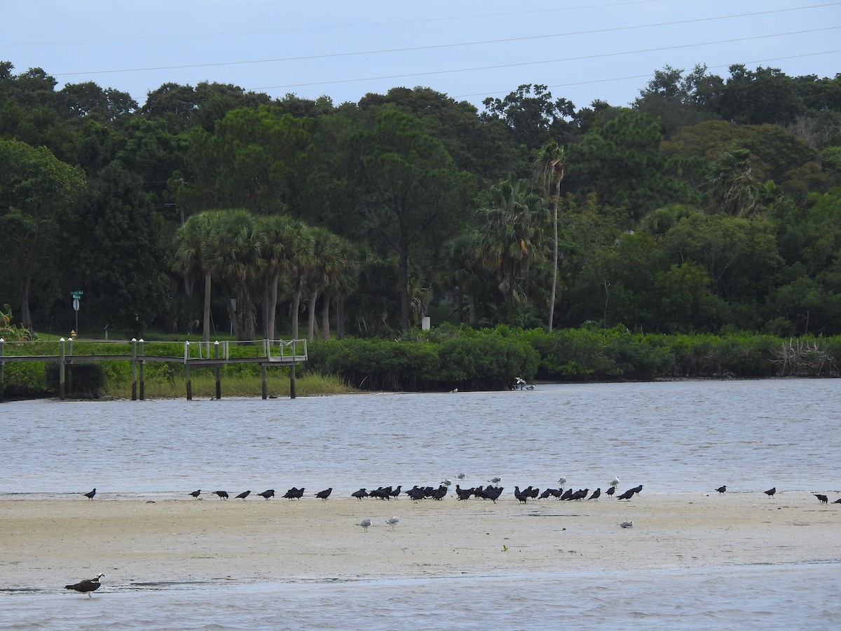 Fish Crow - ML264965281