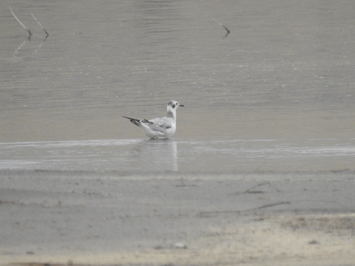 Bonaparte's Gull - ML264966331