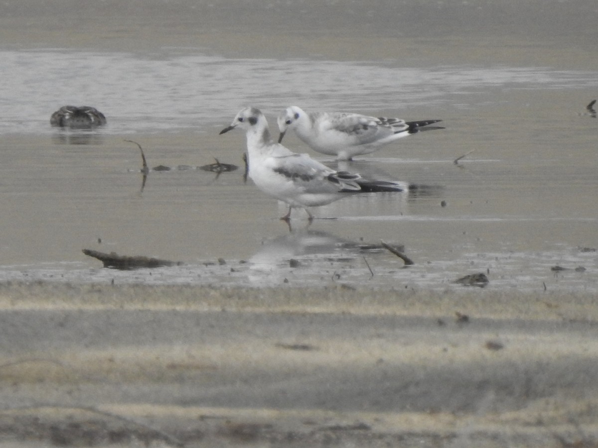 Bonaparte's Gull - ML264966381