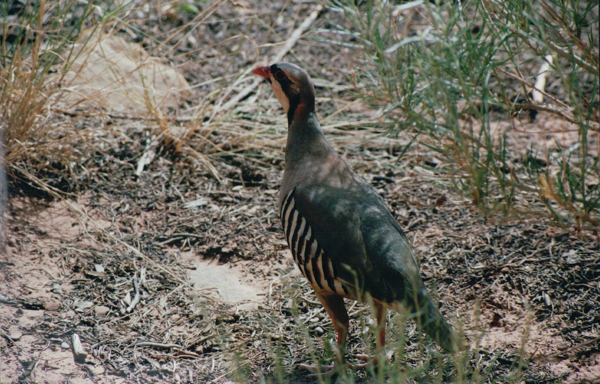 Chukar - ML26496721