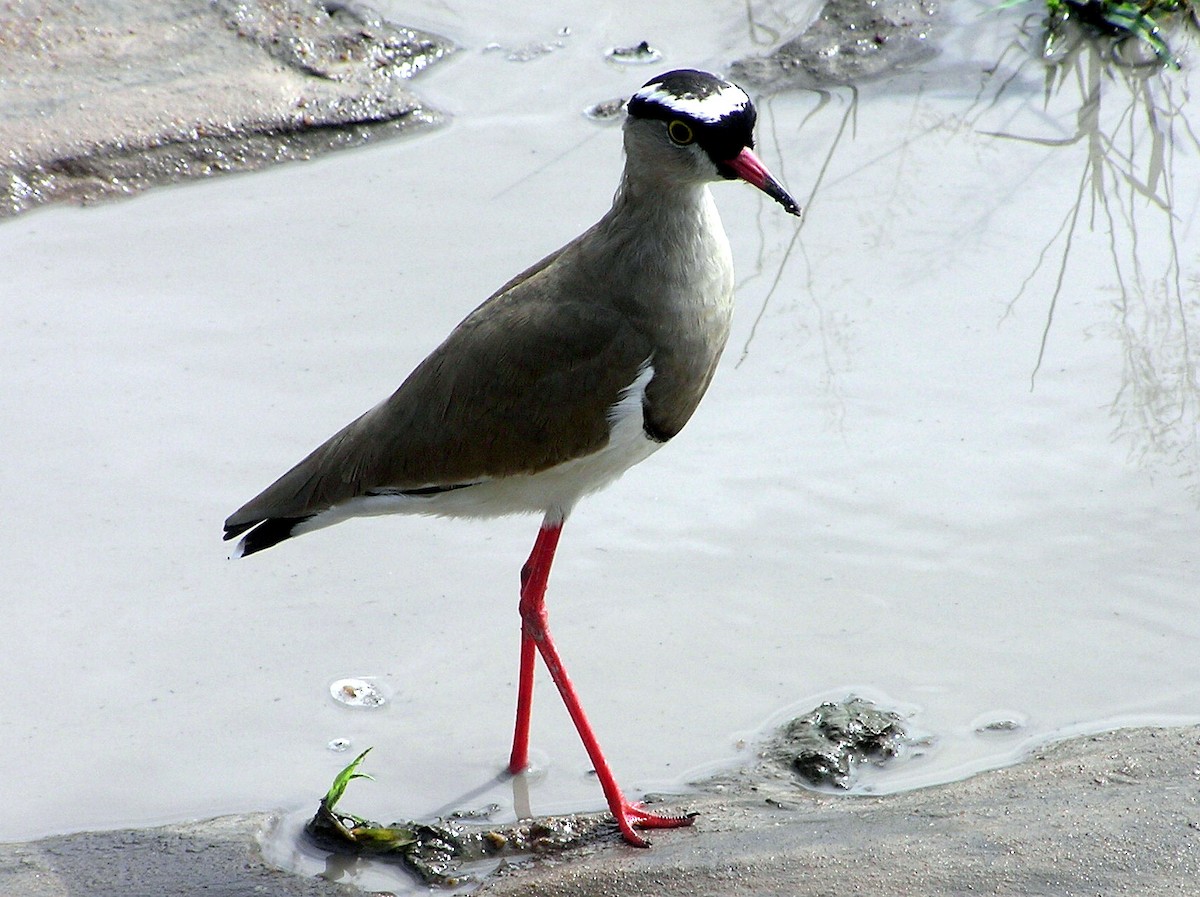 Crowned Lapwing - ML264967781