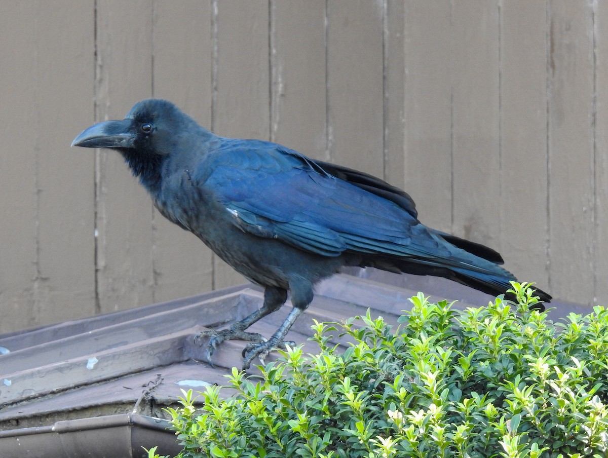 Large-billed Crow - ML264967811