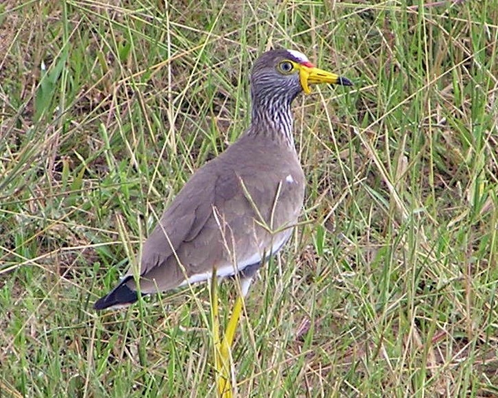 Wattled Lapwing - ML264967971