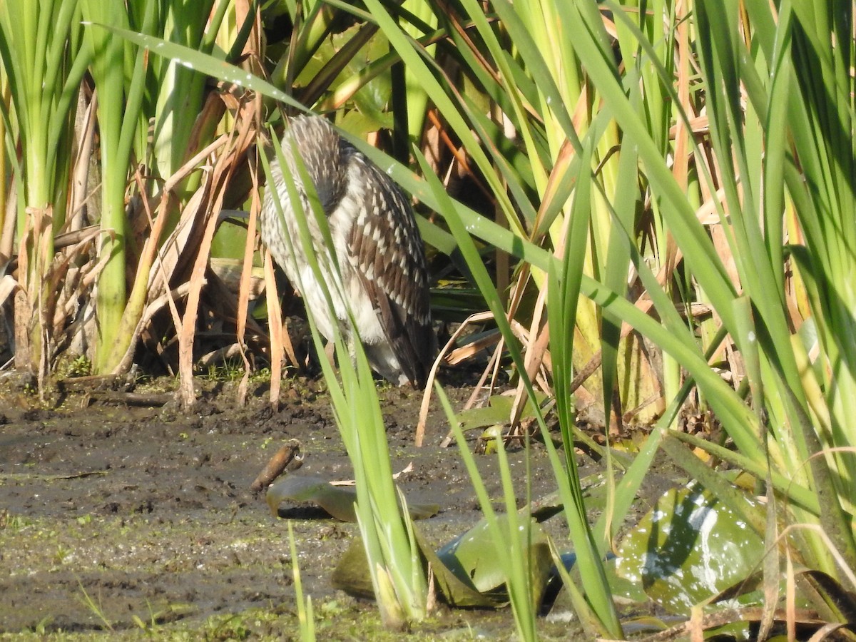 Black-crowned Night Heron - Cindy Burley