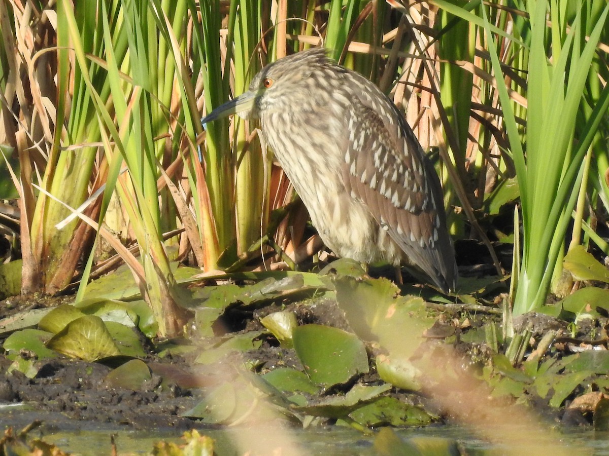 Black-crowned Night Heron - Cindy Burley