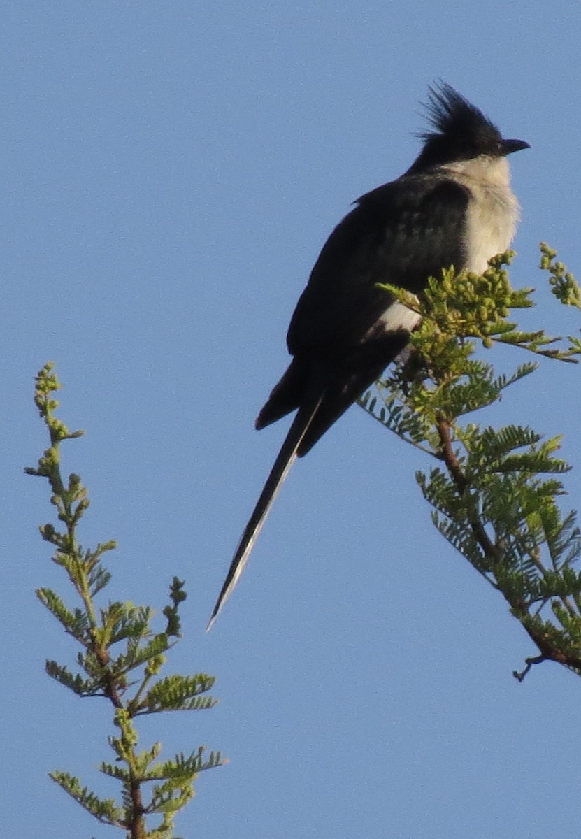 Pied Cuckoo - ML26496941