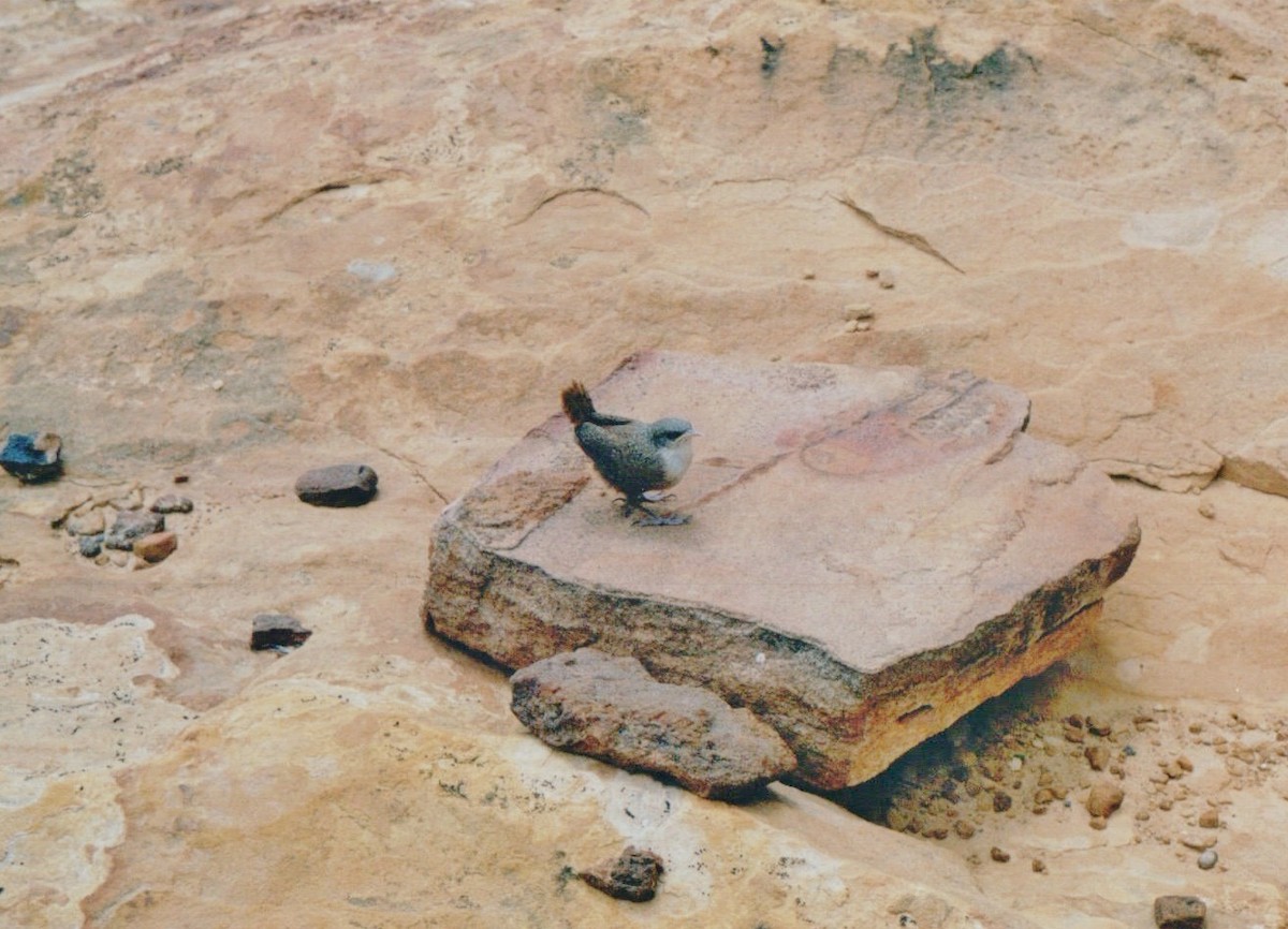 Canyon Wren - ML26497061