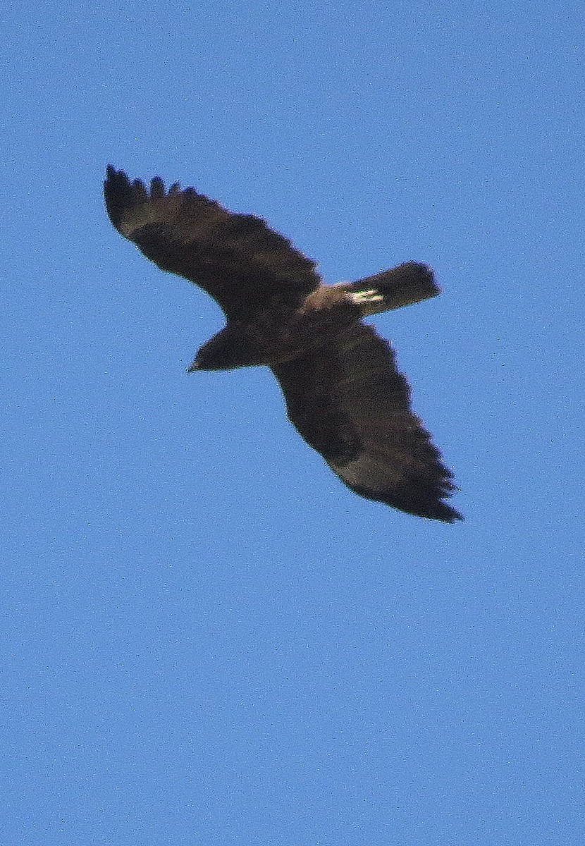 Wahlberg's Eagle - ML26497171