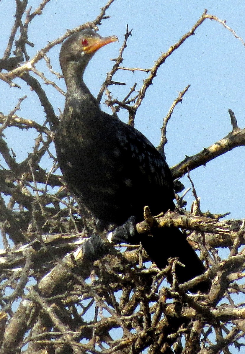 Long-tailed Cormorant - ML26497211