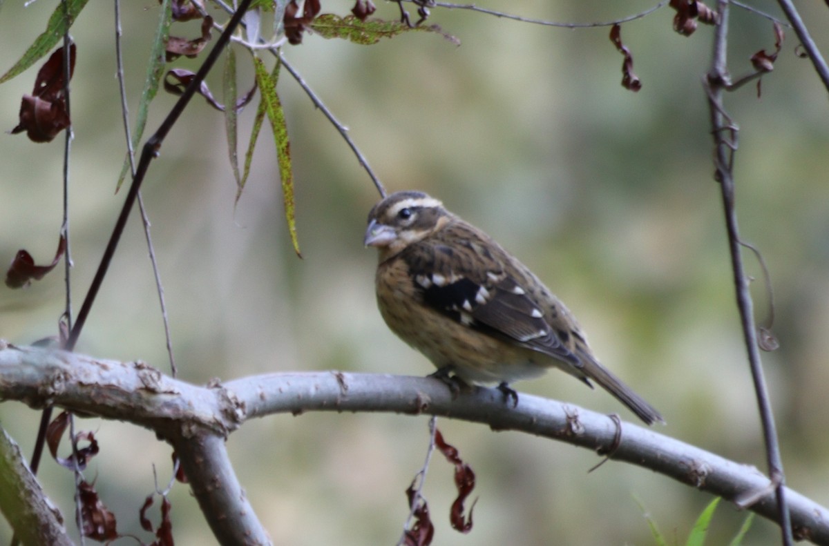 Rose-breasted Grosbeak - ML264972211