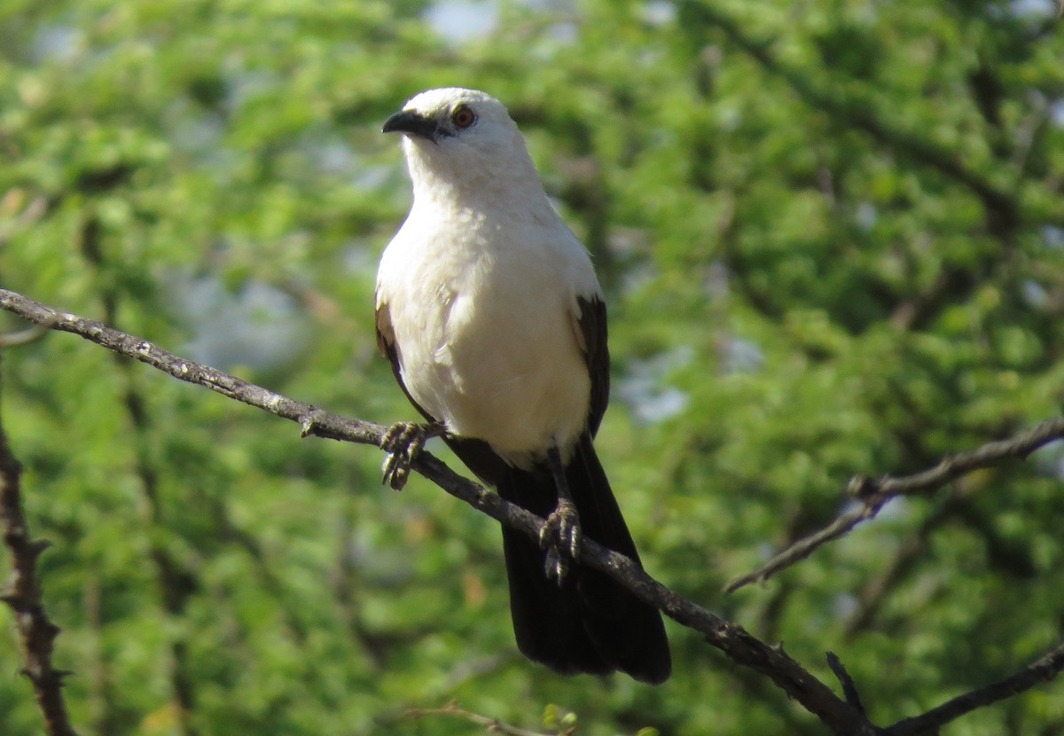 Southern Pied-Babbler - ML26497281